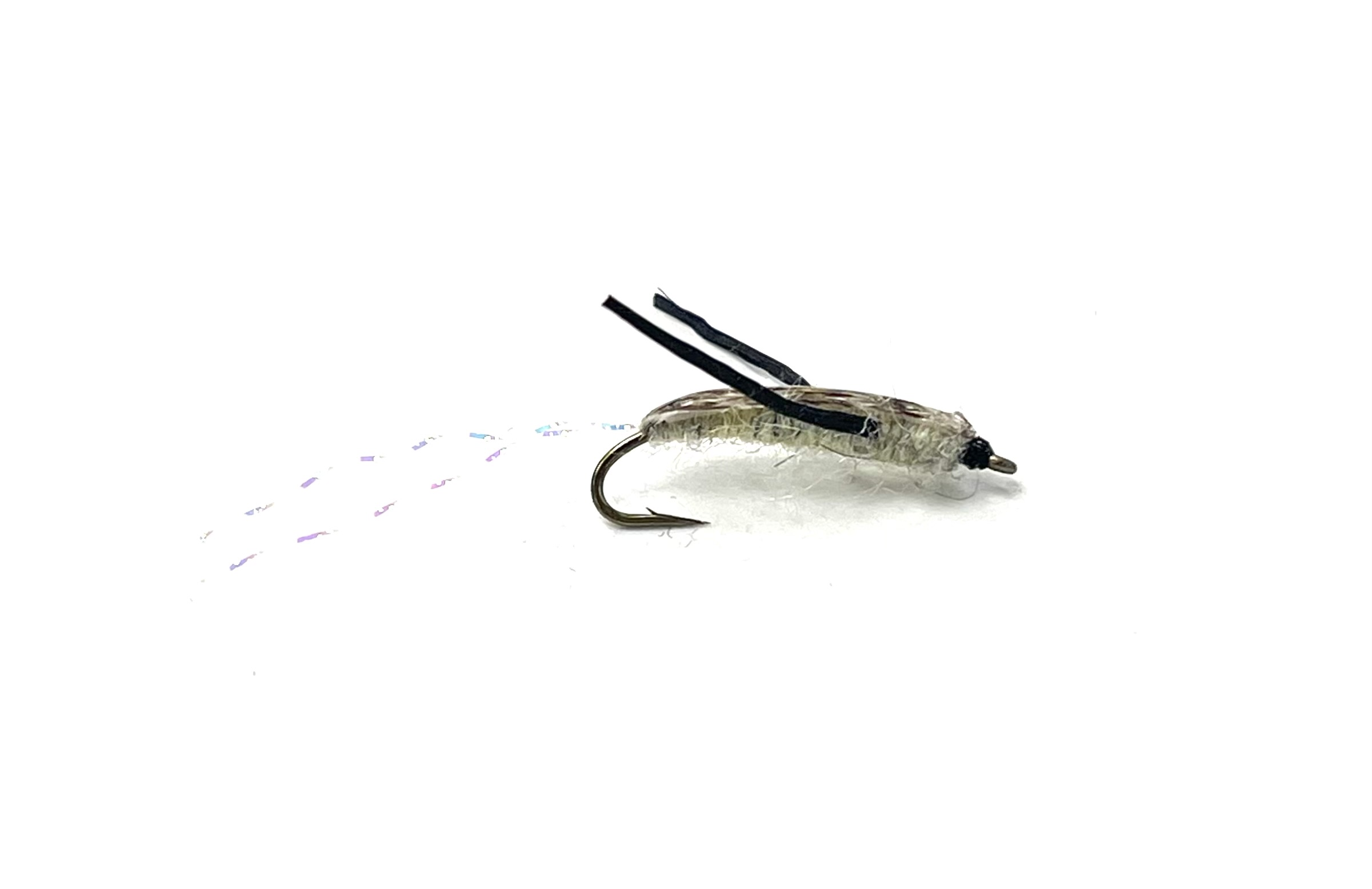 BC Water Boatman